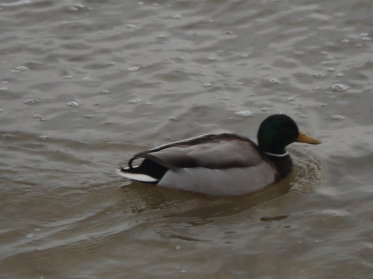 Ente badet am Strand