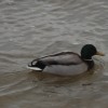 Ente badet am Strand